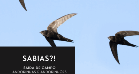 Sabias?!
